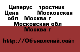 Циперус - тростник › Цена ­ 200 - Московская обл., Москва г.  »    . Московская обл.,Москва г.